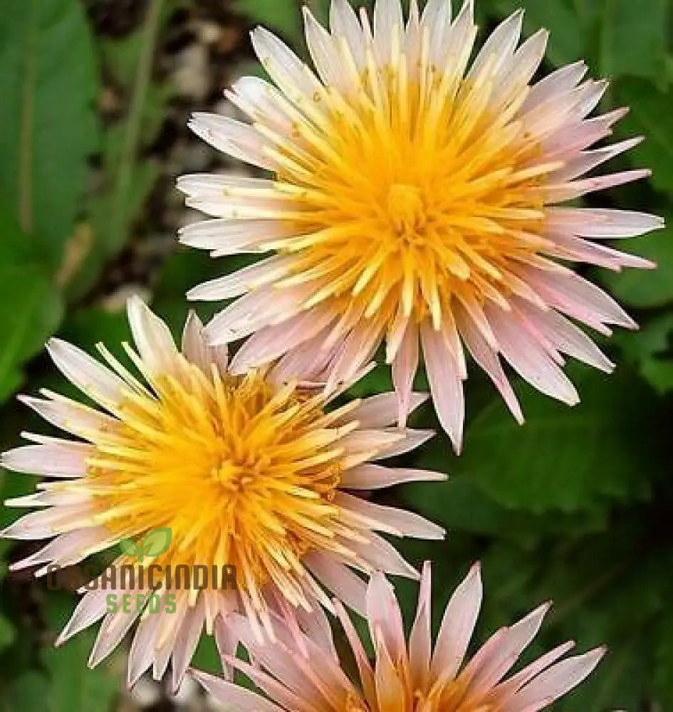 Taraxacum Mongolicum Seeds For A Vibrant Addition To Your Garden - Perfect Nature Enthusiasts And