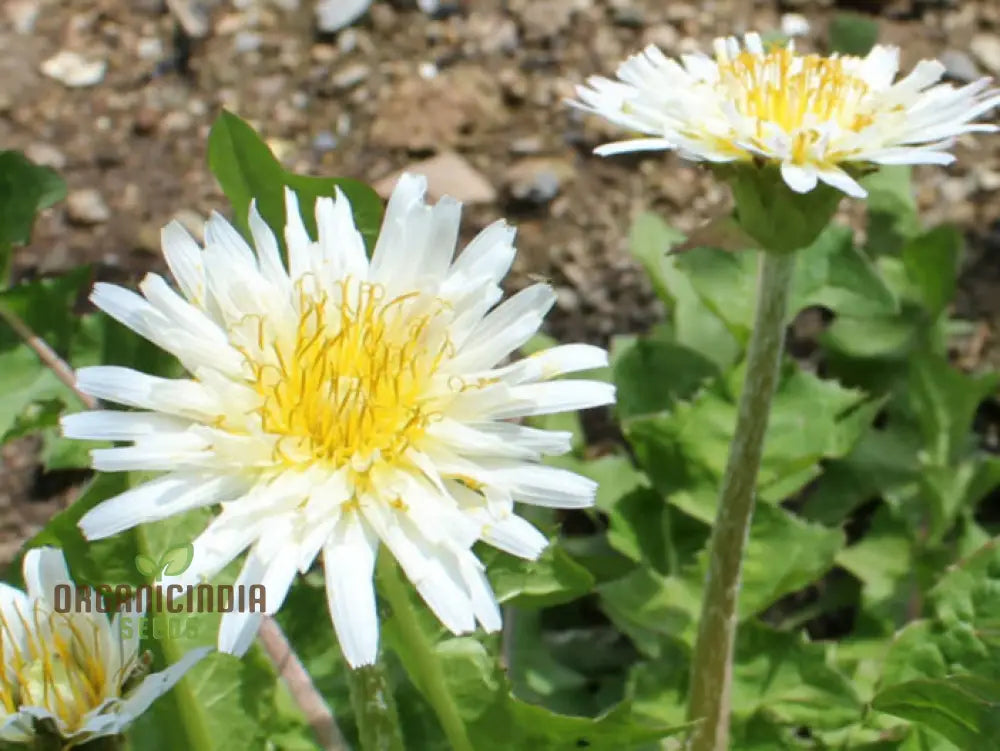 Taraxacum Mongolicum Seeds For A Vibrant Addition To Your Garden - Perfect Nature Enthusiasts And