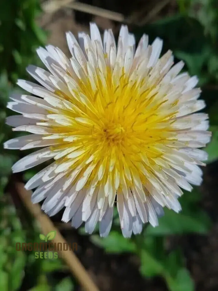 Taraxacum Mongolicum Seeds For A Vibrant Addition To Your Garden - Perfect Nature Enthusiasts And