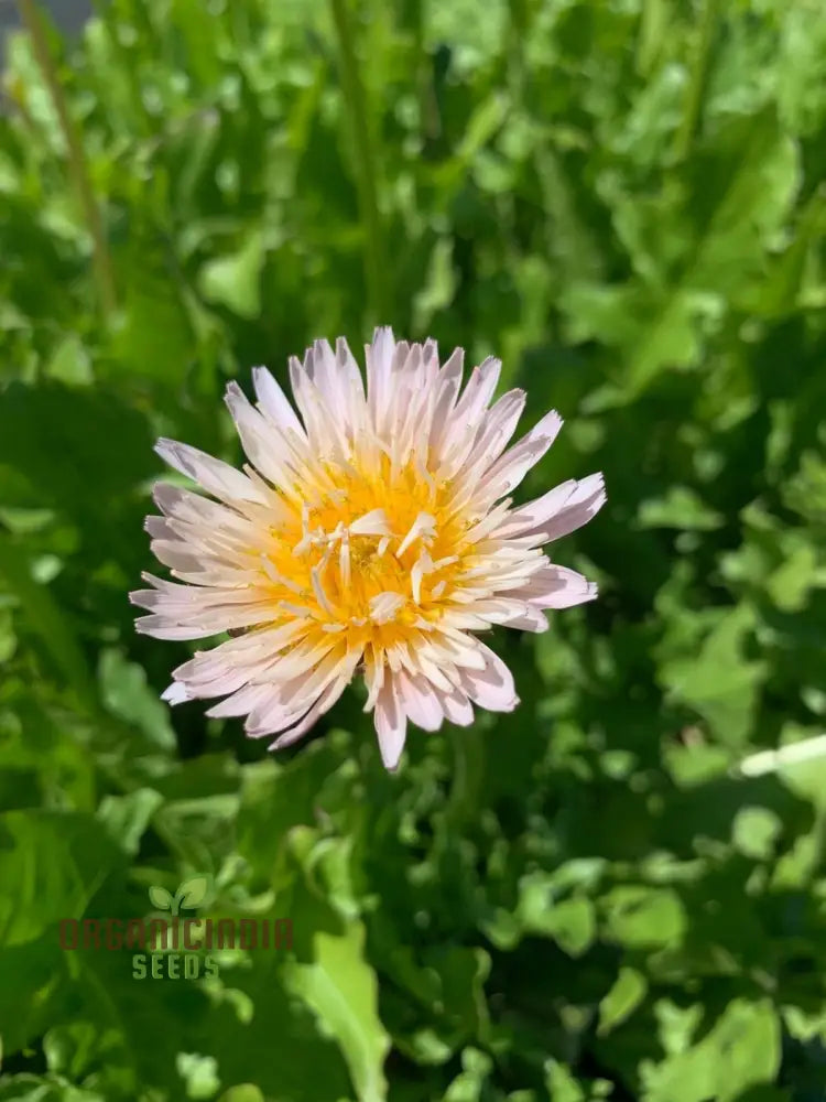 Taraxacum Mongolicum Seeds For A Vibrant Addition To Your Garden - Perfect Nature Enthusiasts And