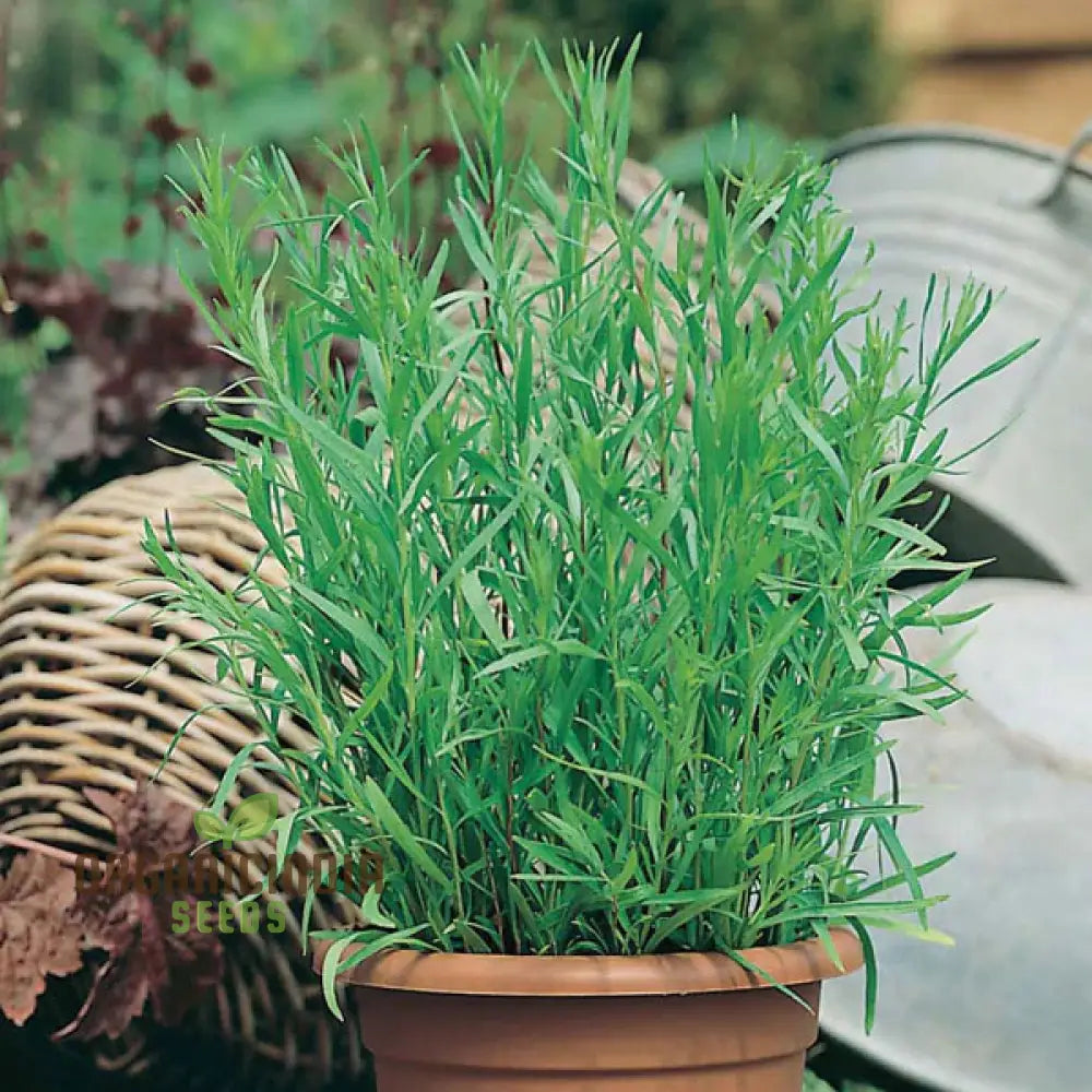 Tarragon Seeds For Planting High-Quality Lush Herb Gardens High Germination Rate & Easy To Grow