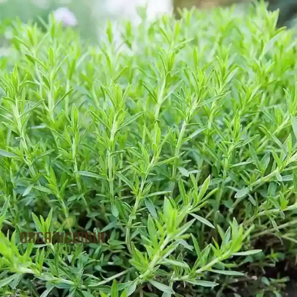 Tarragon Seeds For Planting High-Quality Lush Herb Gardens High Germination Rate & Easy To Grow