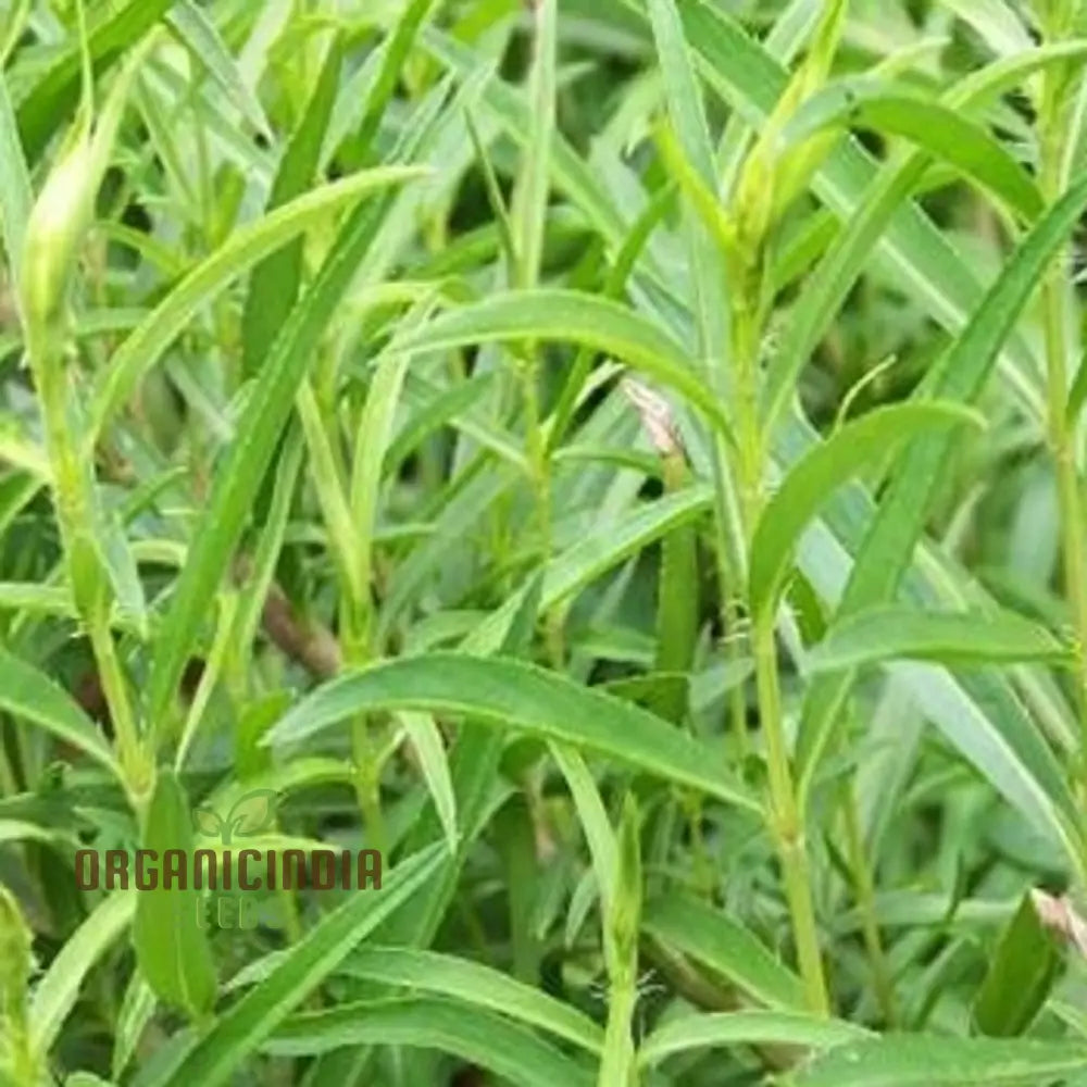 Tarragon Seeds For Planting High-Quality Lush Herb Gardens High Germination Rate & Easy To Grow