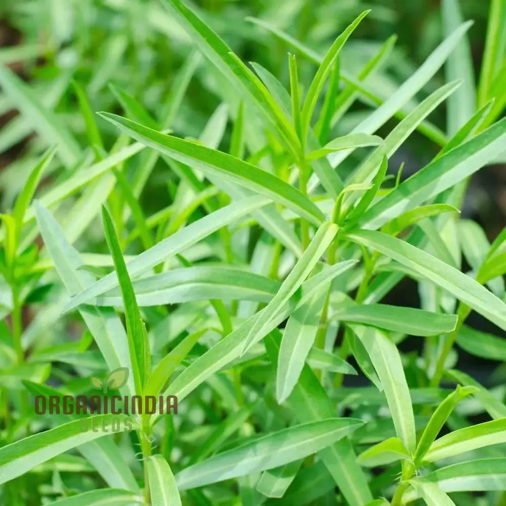 Tarragon Seeds For Planting High-Quality Lush Herb Gardens High Germination Rate & Easy To Grow