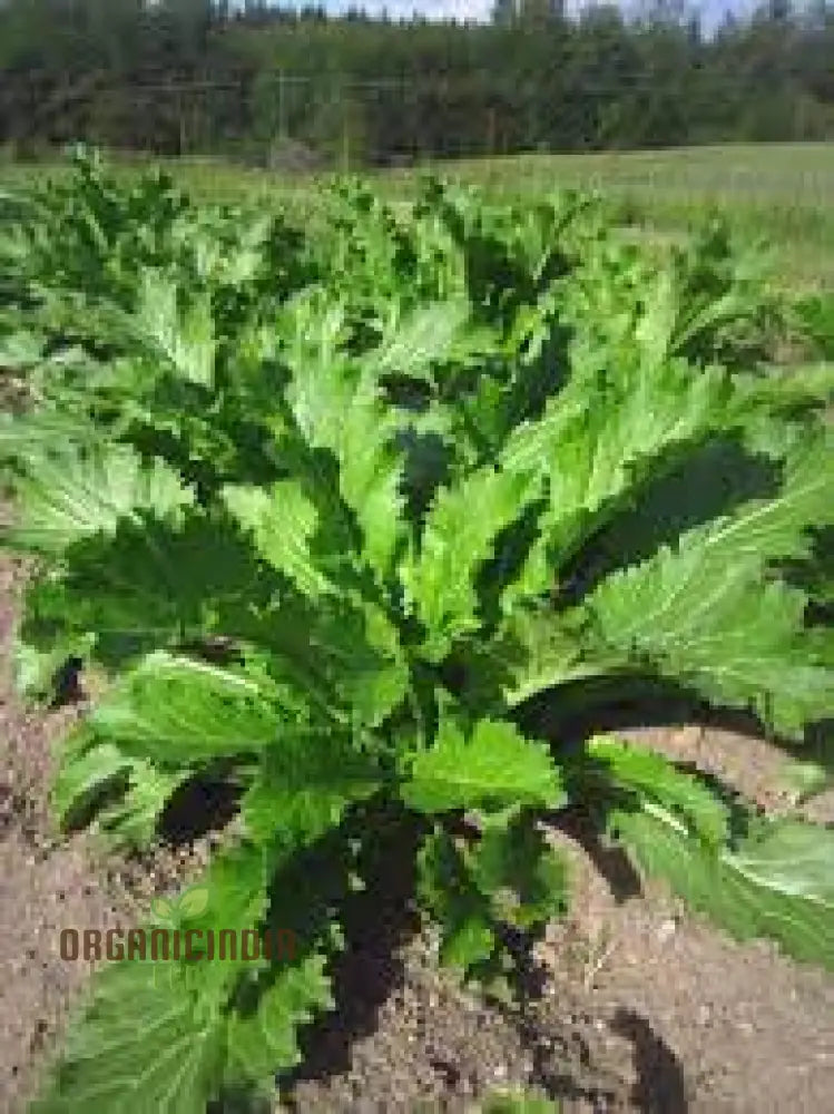 Tasty Mustard Mix Seeds For Gardening Enthusiasts - Unique Blend Of Spicy Greens Your Garden