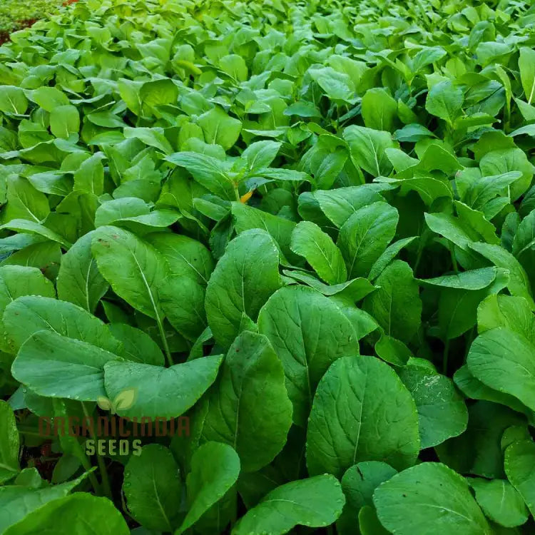 Tasty Mustard Mix Seeds For Gardening Enthusiasts - Unique Blend Of Spicy Greens Your Garden