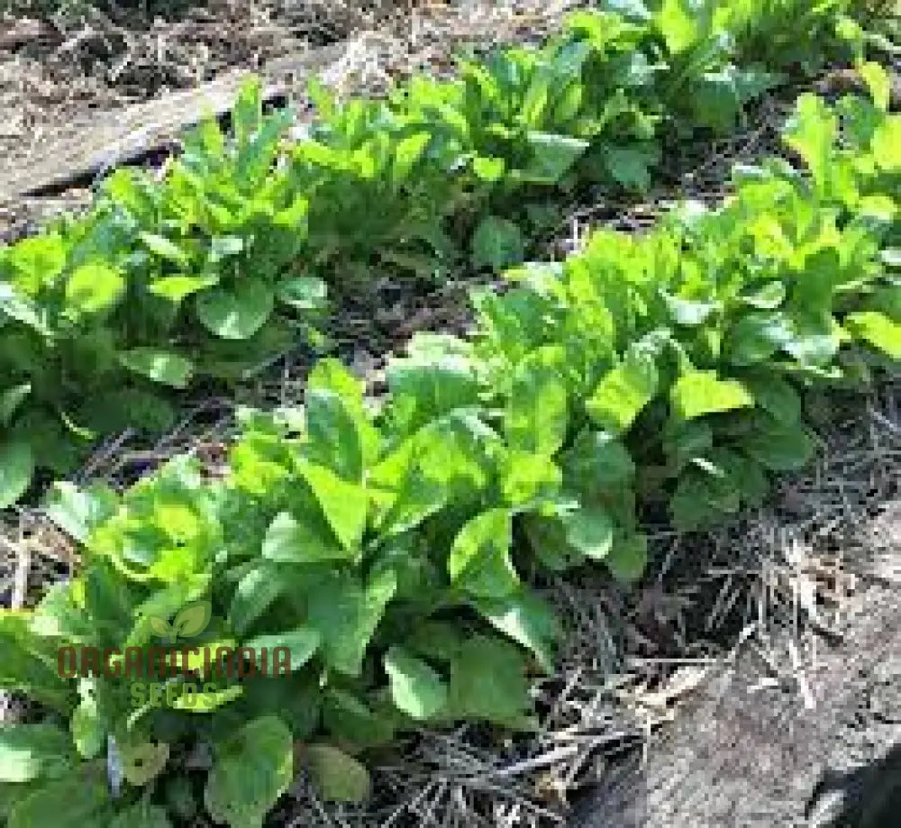 Tasty Mustard Mix Seeds For Gardening Enthusiasts - Unique Blend Of Spicy Greens Your Garden