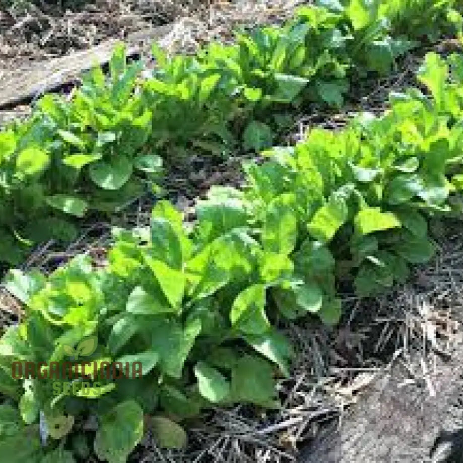 Tasty Mustard Mix Seeds For Gardening Enthusiasts - Unique Blend Of Spicy Greens Your Garden