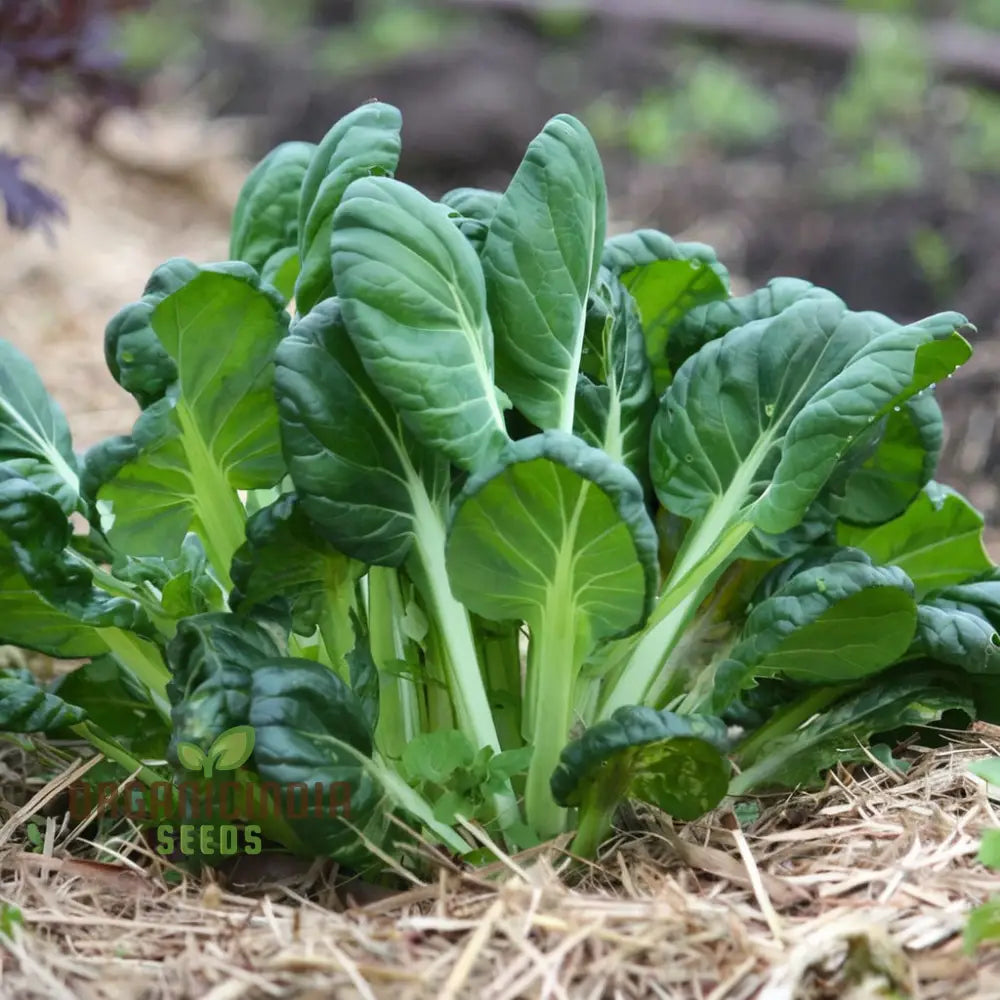 Tatsoi Leafy Vegetable Seeds: A Comprehensive Guide To Planting And Gardening This Flavorful