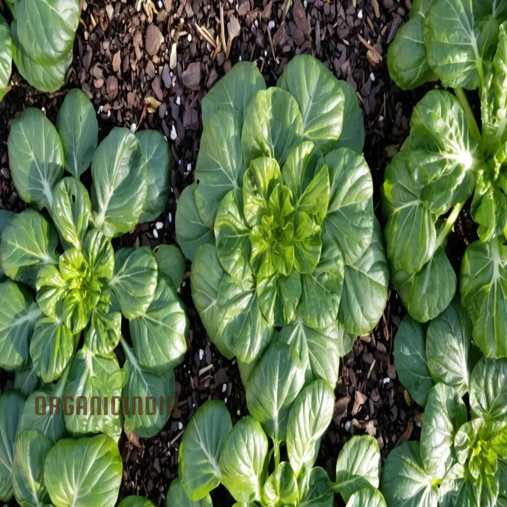 Tatsoi Leafy Vegetable Seeds: A Comprehensive Guide To Planting And Gardening This Flavorful