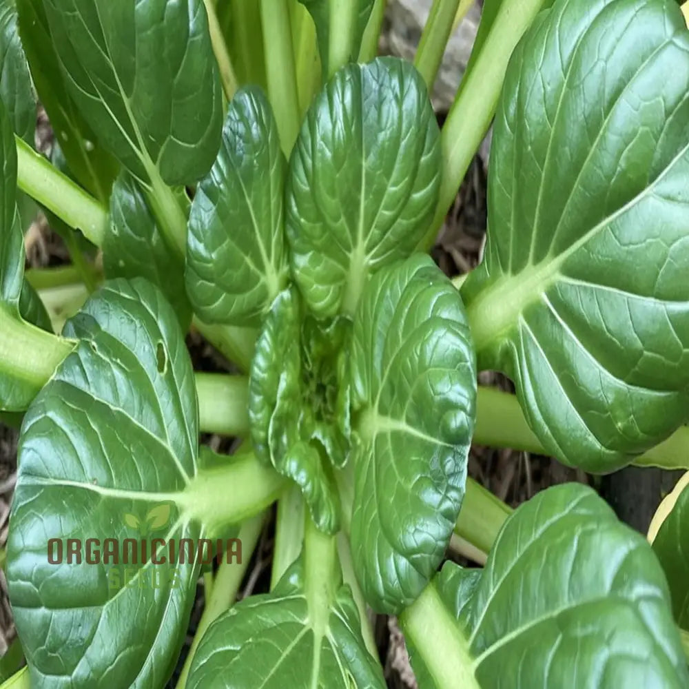 Tatsoi Leafy Vegetable Seeds: A Comprehensive Guide To Planting And Gardening This Flavorful