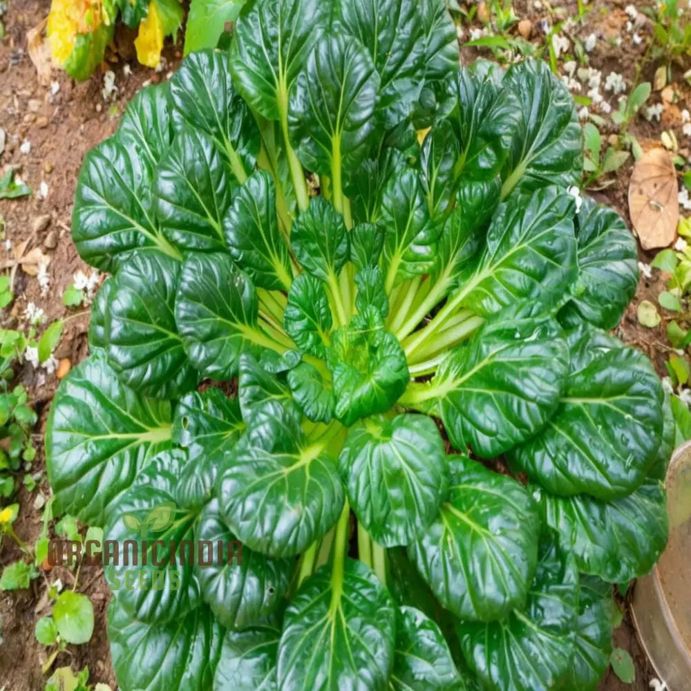 Tatsoi Leafy Vegetable Seeds: A Comprehensive Guide To Planting And Gardening This Flavorful