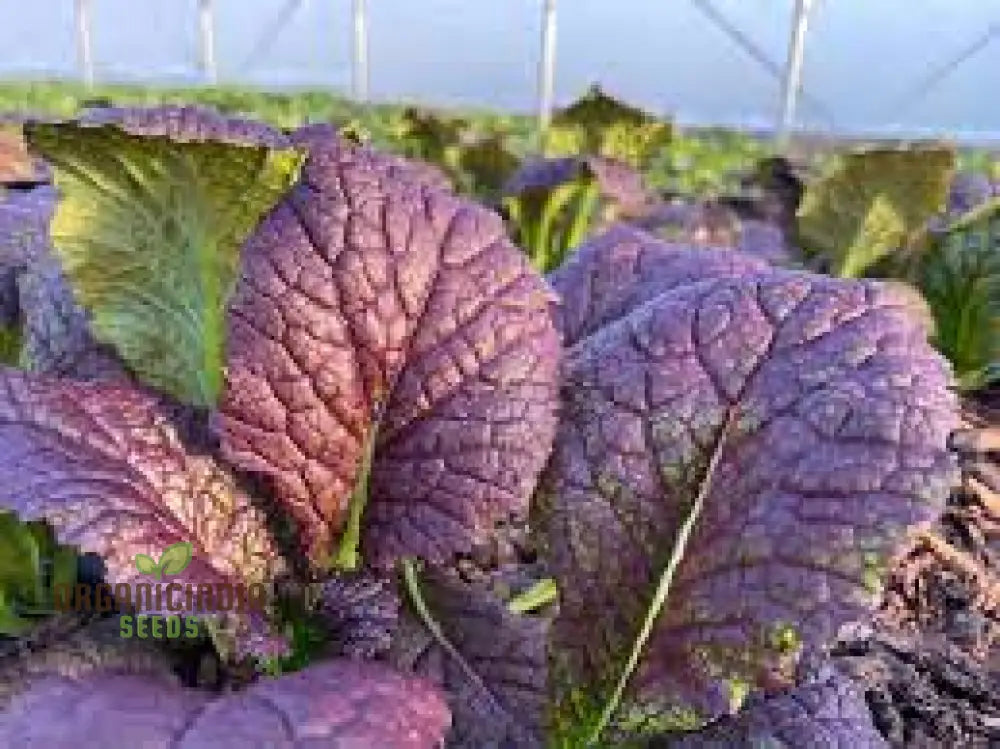 Tatsoi Viola Oriental Mustard F1 Seeds For Planting And Gardening