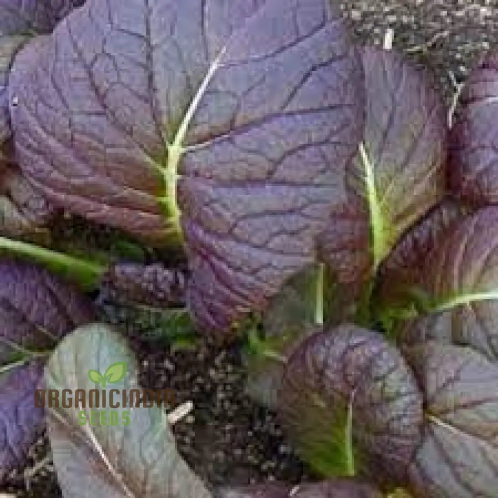 Tatsoi Viola Oriental Mustard F1 Seeds For Planting And Gardening