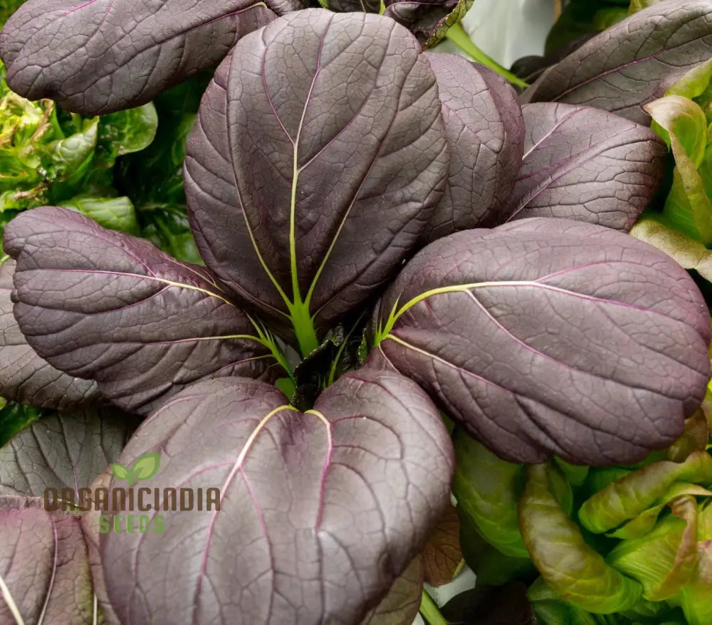 Tatsoi Viola Oriental Mustard F1 Seeds For Planting And Gardening