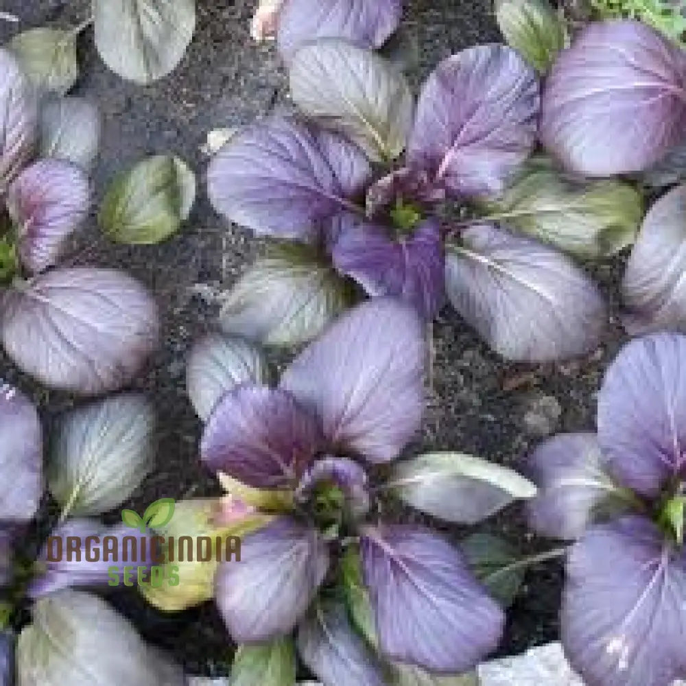 Tatsoi Viola Oriental Mustard F1 Seeds For Planting And Gardening