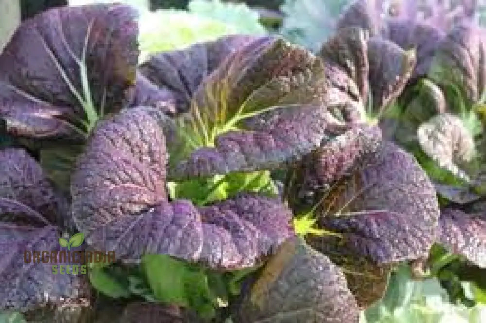 Tatsoi Viola Oriental Mustard F1 Seeds For Planting And Gardening