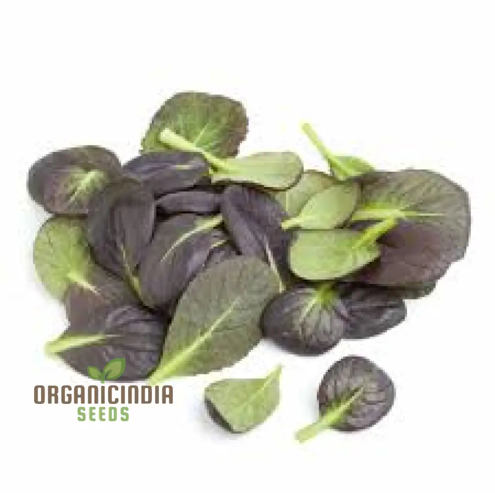 Tatsoi Viola Oriental Mustard F1 Seeds For Planting And Gardening