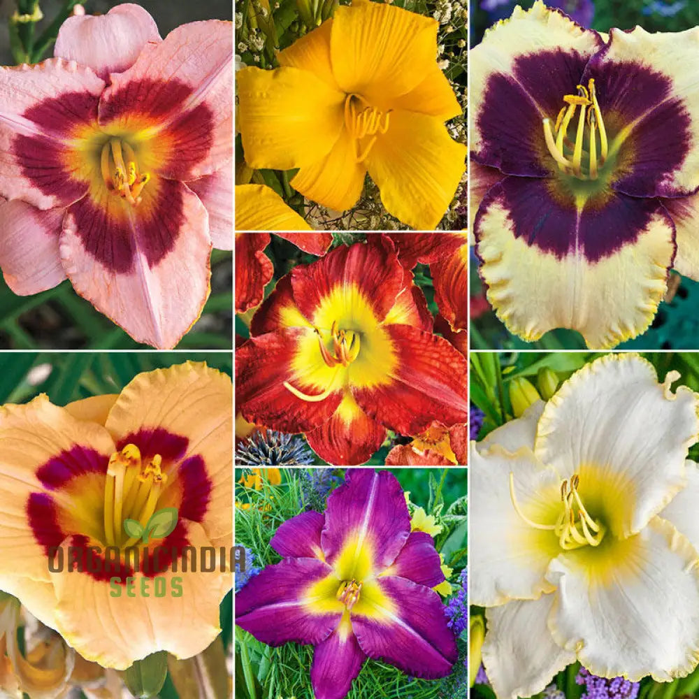 Tawny Daylily Seeds For Planting - Rare Hybrid Bonsai (100 Pcs) Flower Seeds