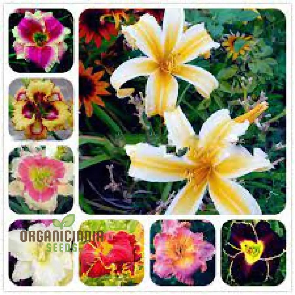 Tawny Daylily Seeds For Planting - Rare Hybrid Bonsai (100 Pcs) Flower Seeds