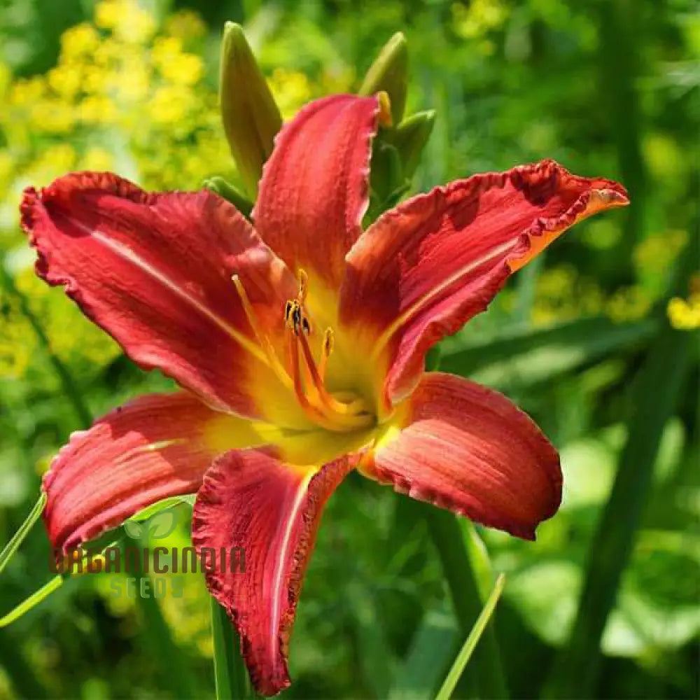 Tawny Daylily Seeds For Planting - Rare Hybrid Bonsai (100 Pcs) Flower Seeds