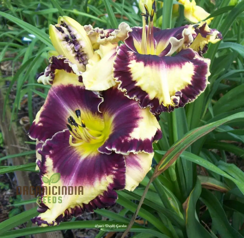 Tawny Daylily Seeds For Planting - Rare Hybrid Bonsai (100 Pcs) Flower Seeds