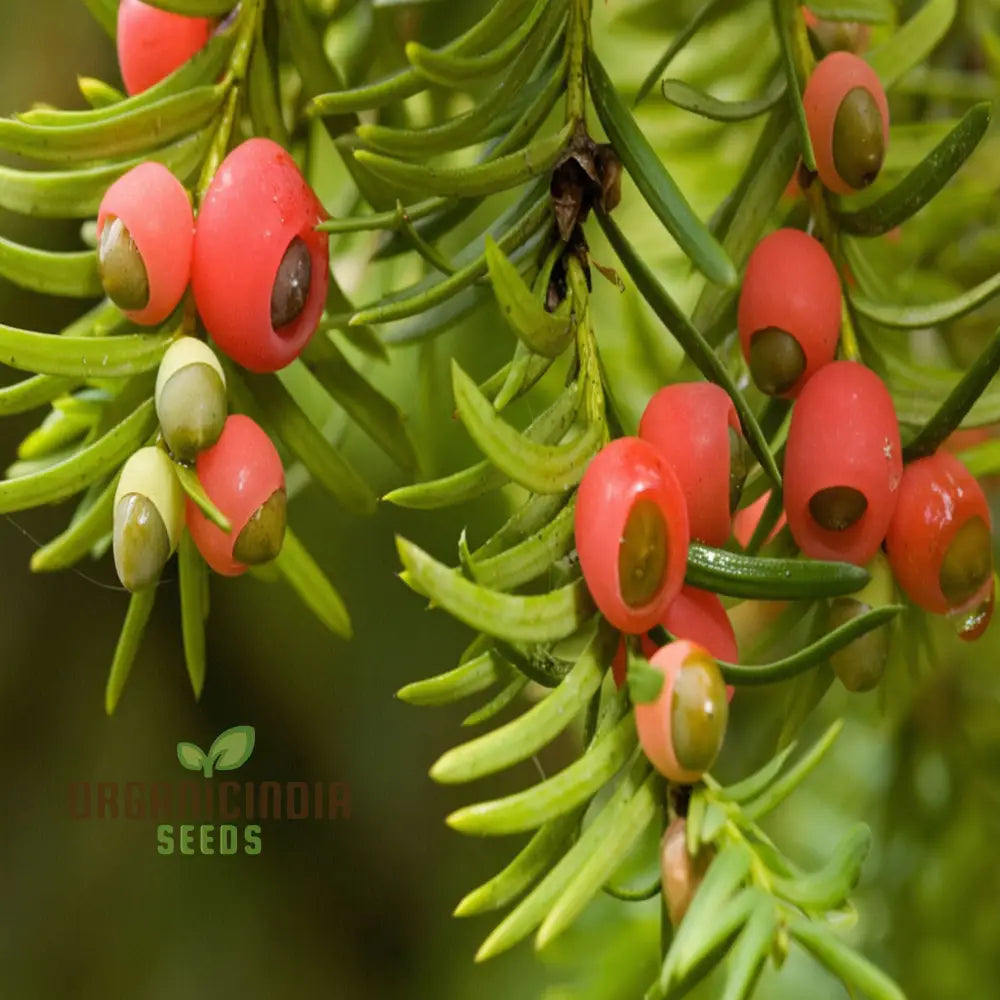 Taxus Baccata Tree Seeds For Planting - Premium Quality Yew 500 Pcs Plants