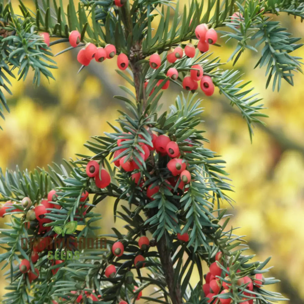 Taxus Baccata Tree Seeds For Planting - Premium Quality Yew Plants