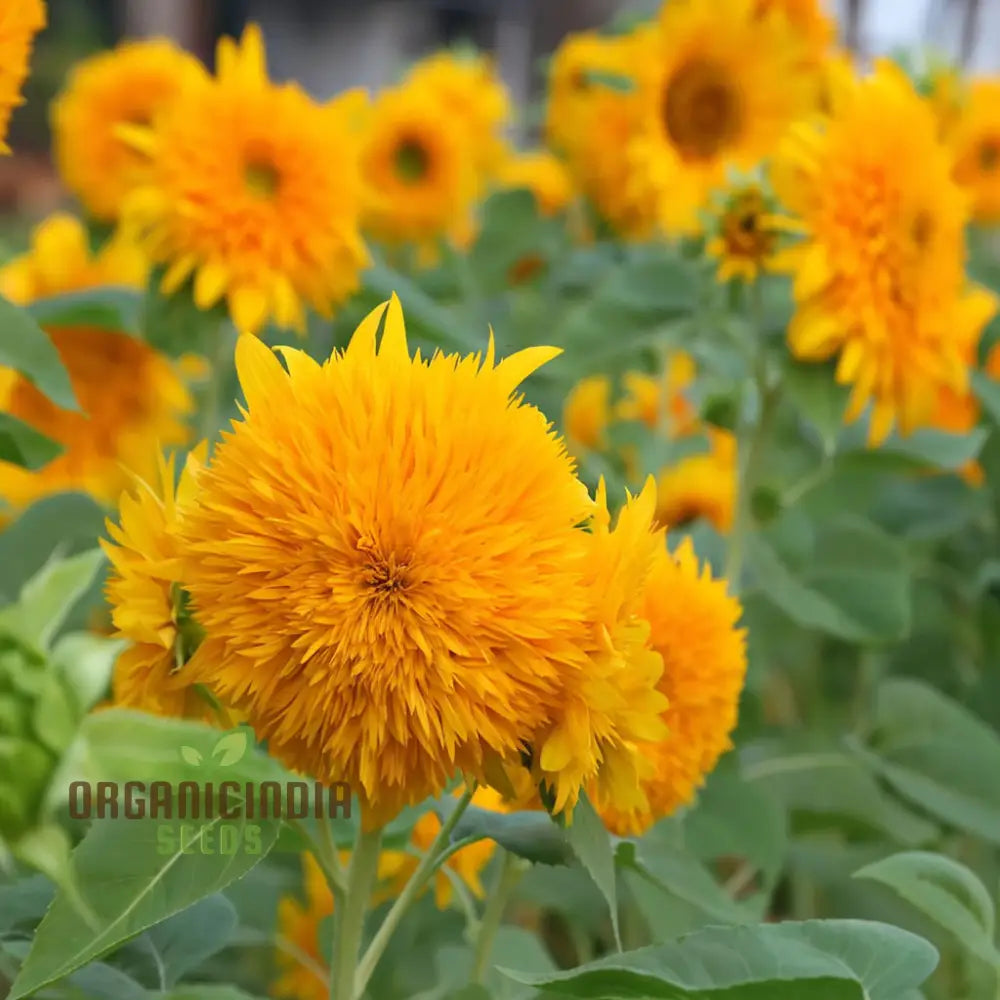 Teddy Bear Sunflower Seeds - Fluffy Golden Blooms For Delightful Garden Displays Flower Seeds