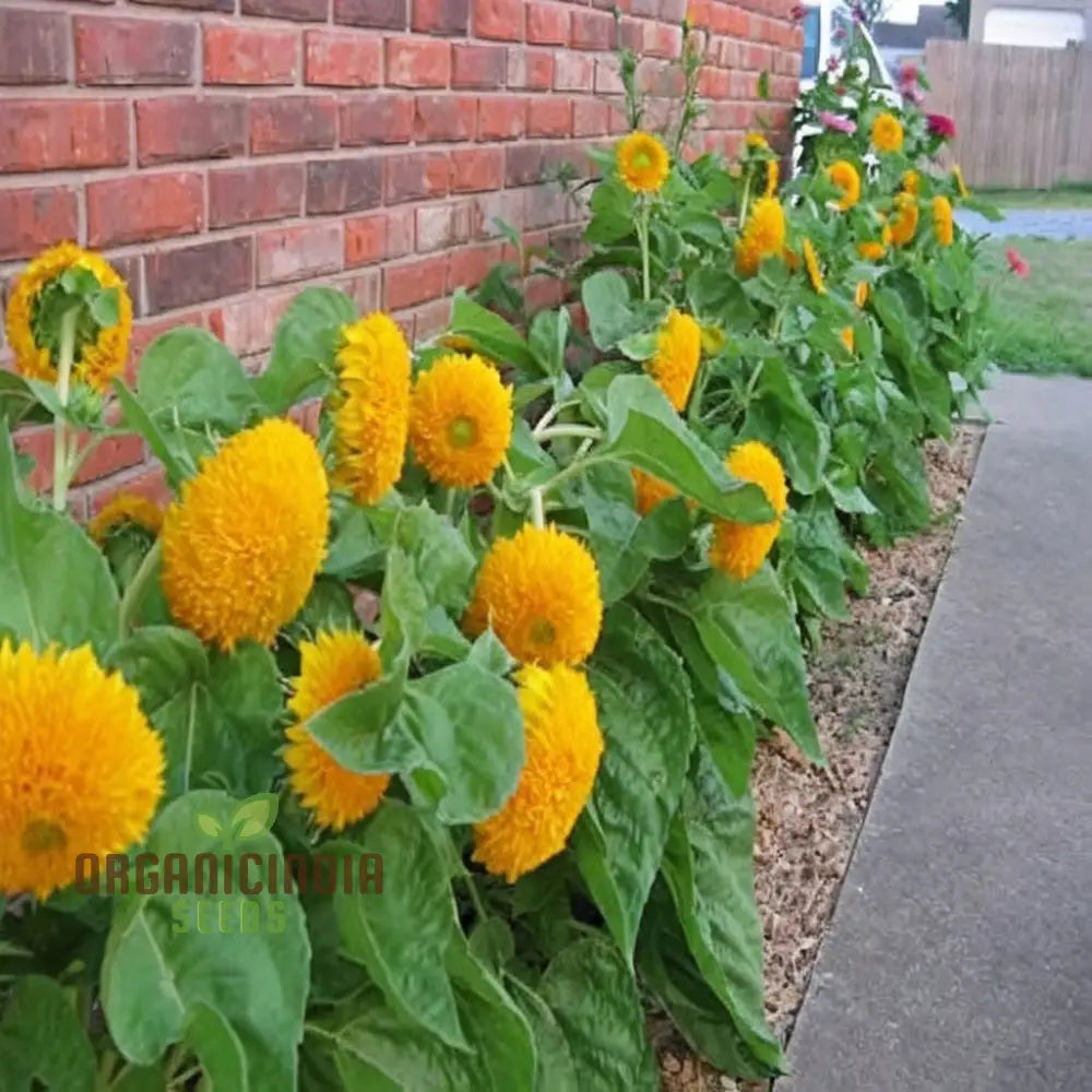 Teddy Bear Sunflower Seeds - Fluffy Golden Blooms For Delightful Garden Displays Flower Seeds