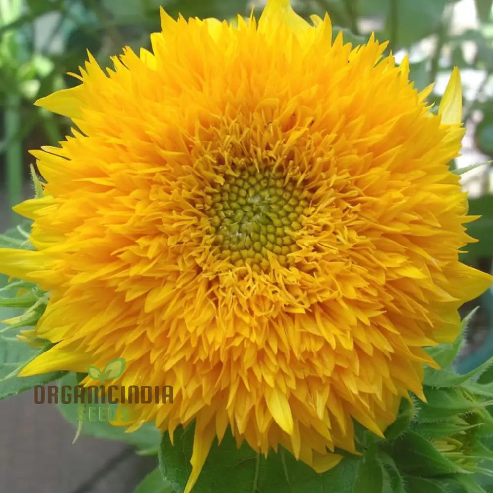 Teddy Bear Sunflower Seeds - Fluffy Golden Blooms For Delightful Garden Displays Flower Seeds