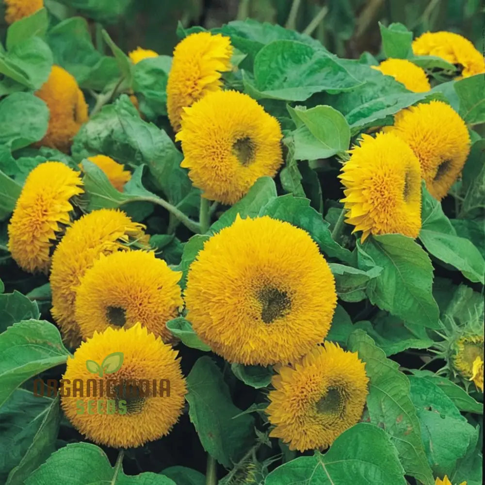 Teddy Bear Sunflower Seeds - Fluffy Golden Blooms For Delightful Garden Displays Flower Seeds