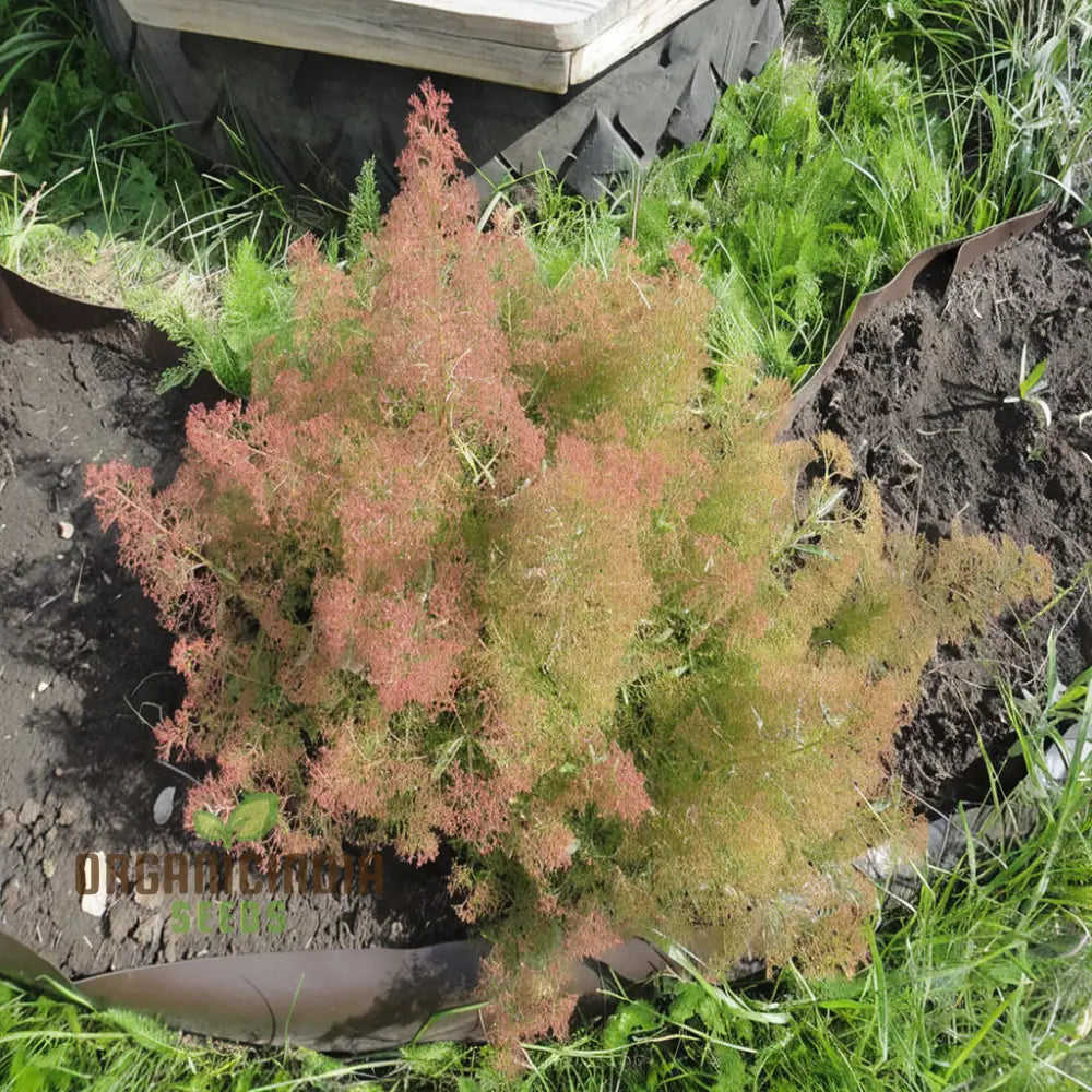 Teloxys Seafoam Plant Seeds - Create Your Own Coastal Oasis With Ethereal Foliage