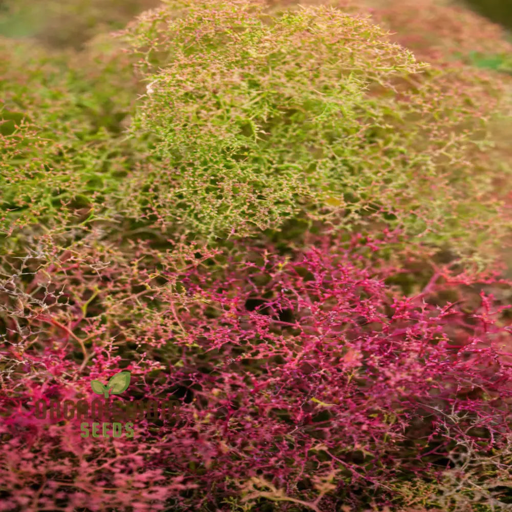 Teloxys Seafoam Plant Seeds - Create Your Own Coastal Oasis With Ethereal Foliage