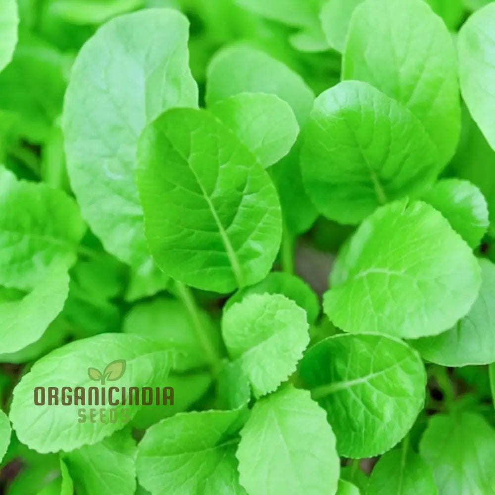 Tender Green Mustard Vegetable Seeds - Crisp And Flavorful Greens For Culinary Delights