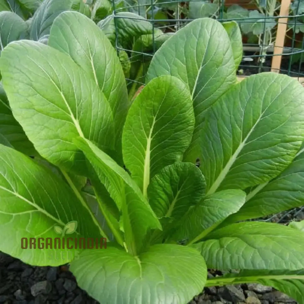 Tender Green Mustard Vegetable Seeds - Crisp And Flavorful Greens For Culinary Delights