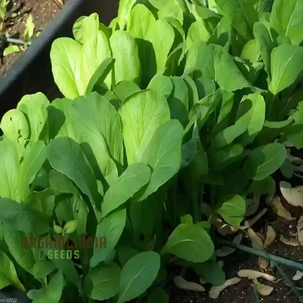 Tender Green Mustard Vegetable Seeds - Crisp And Flavorful Greens For Culinary Delights