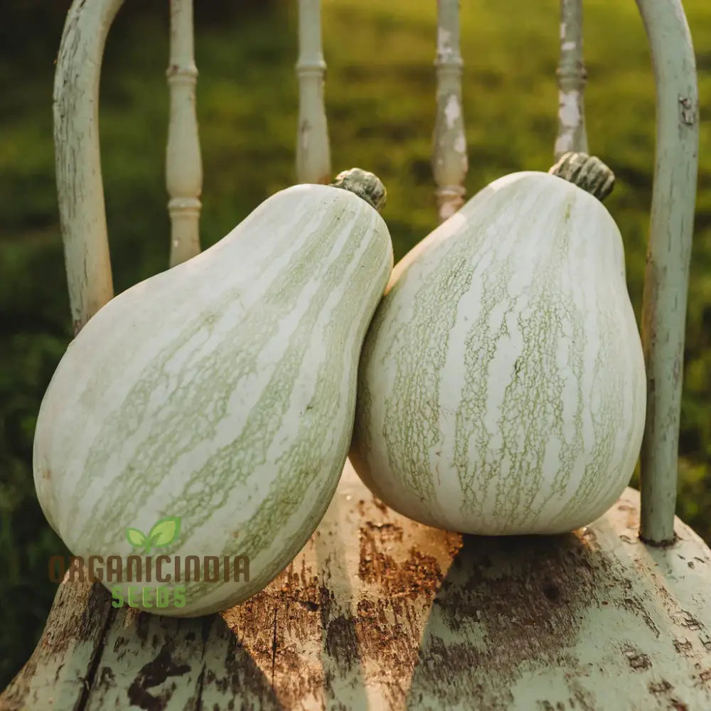 Tennessee Sweet Potato Squash Growing Hearty Harvests With Expert Planting And Gardening