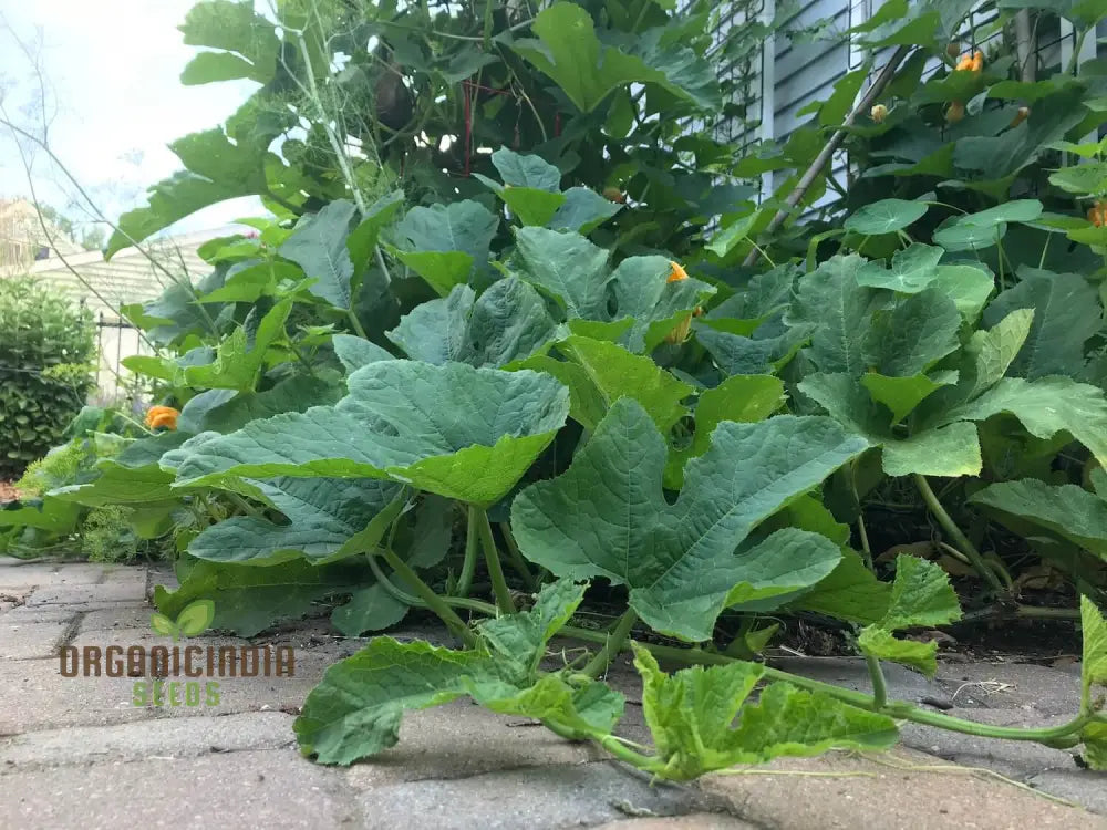 Tennessee Sweet Potato Squash Growing Hearty Harvests With Expert Planting And Gardening