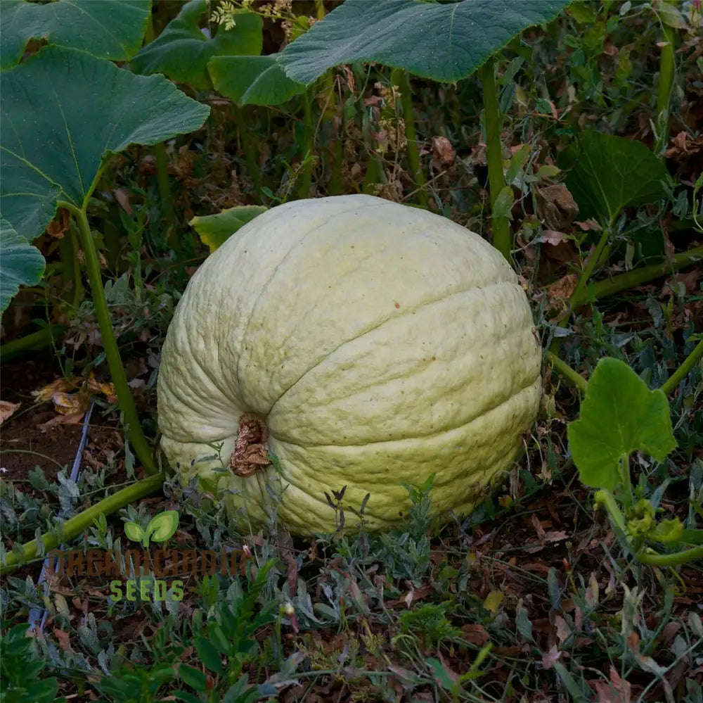 Tennessee Sweet Potato Squash Growing Hearty Harvests With Expert Planting And Gardening