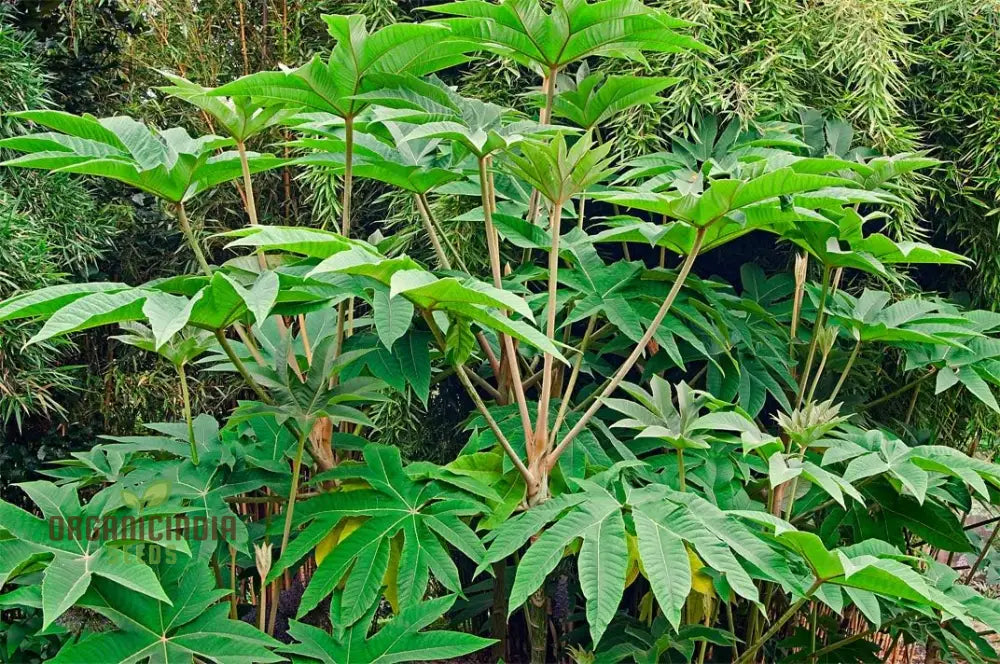 Tetrapanax Papyrifera Seeds Steroidal Giant Plant Rice-Paper