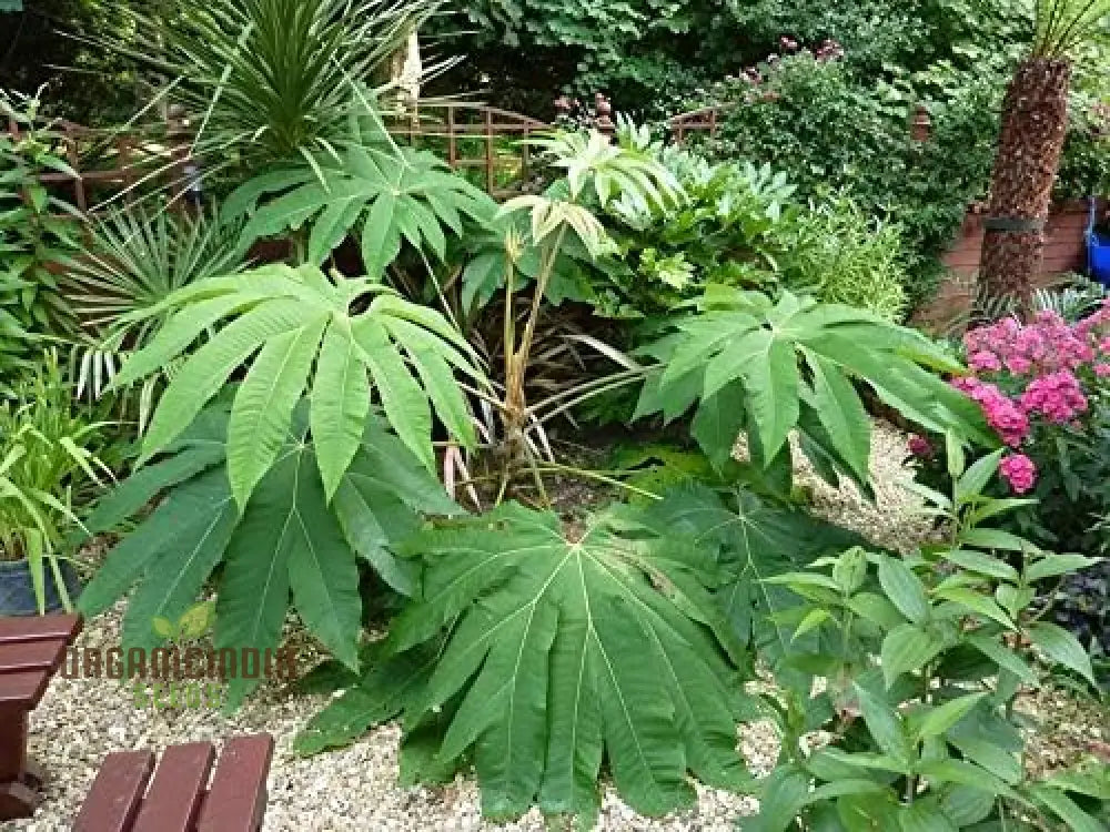 Tetrapanax Papyrifera Seeds Steroidal Giant Plant Rice-Paper