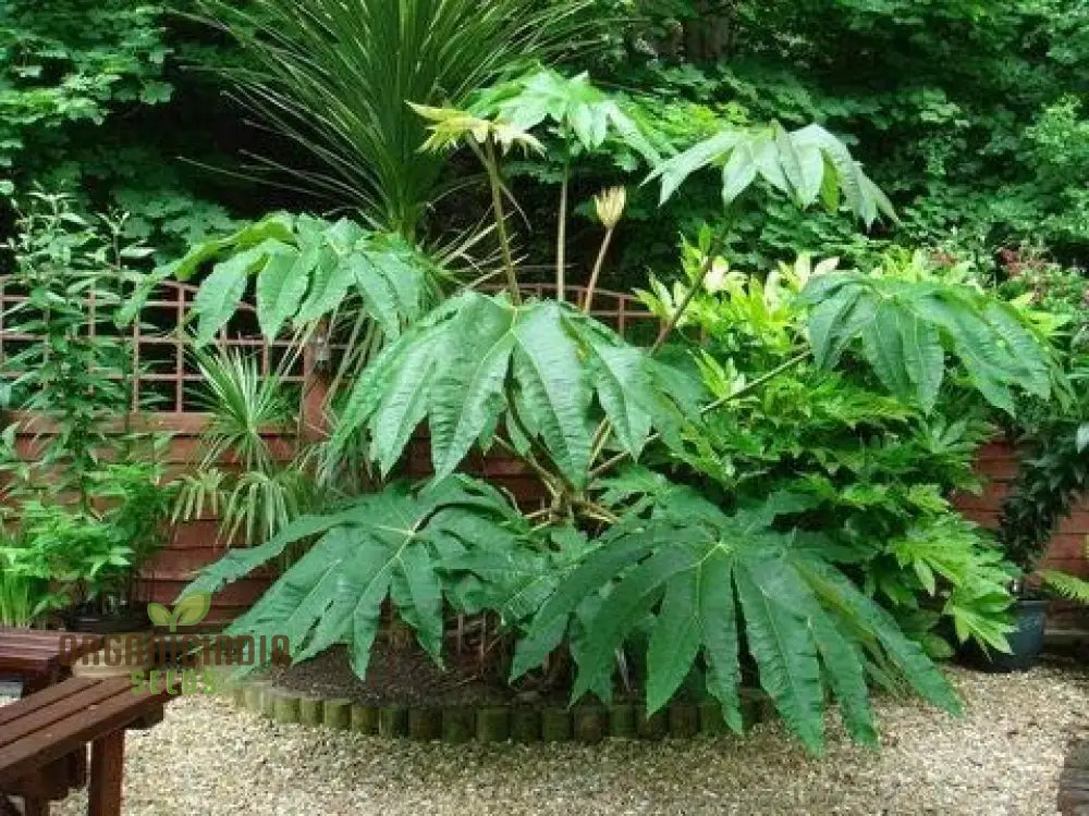 Tetrapanax Papyrifera Seeds Steroidal Giant Plant Rice-Paper