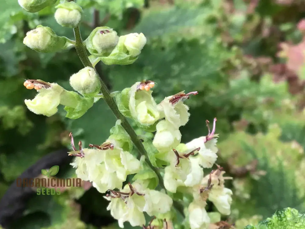 Teucrium Scorodonia Crispum Seeds – Cultivate Beauty And Diversity In Your Garden With Premium