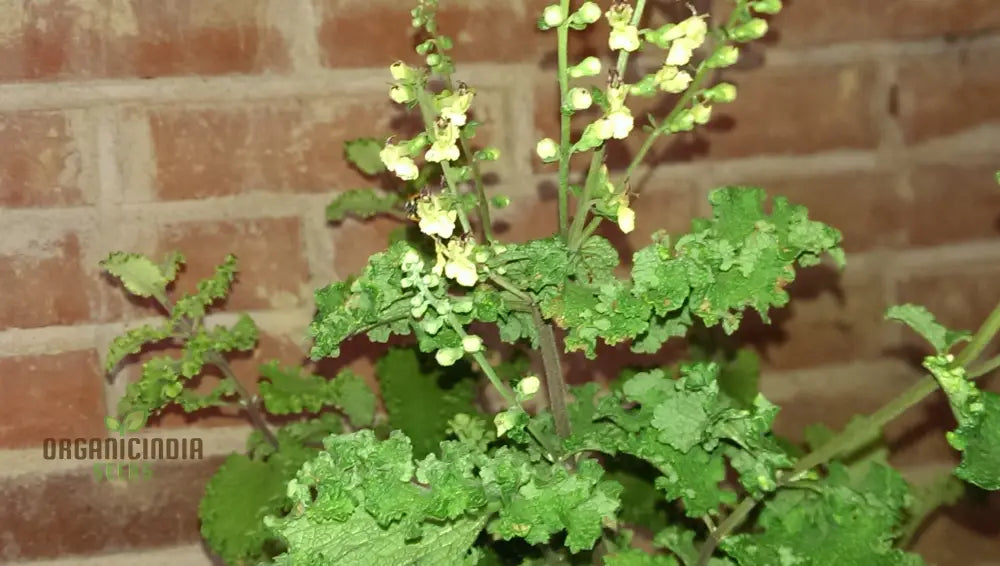 Teucrium Scorodonia Crispum Seeds – Cultivate Beauty And Diversity In Your Garden With Premium