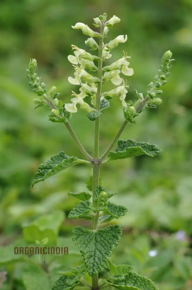 Teucrium Scorodonia Crispum Seeds – Cultivate Beauty And Diversity In Your Garden With Premium