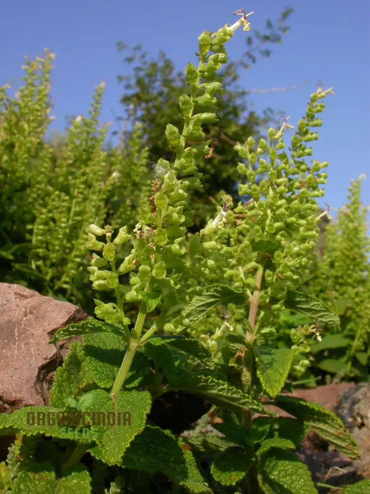 Teucrium Scorodonia Crispum Seeds – Cultivate Beauty And Diversity In Your Garden With Premium