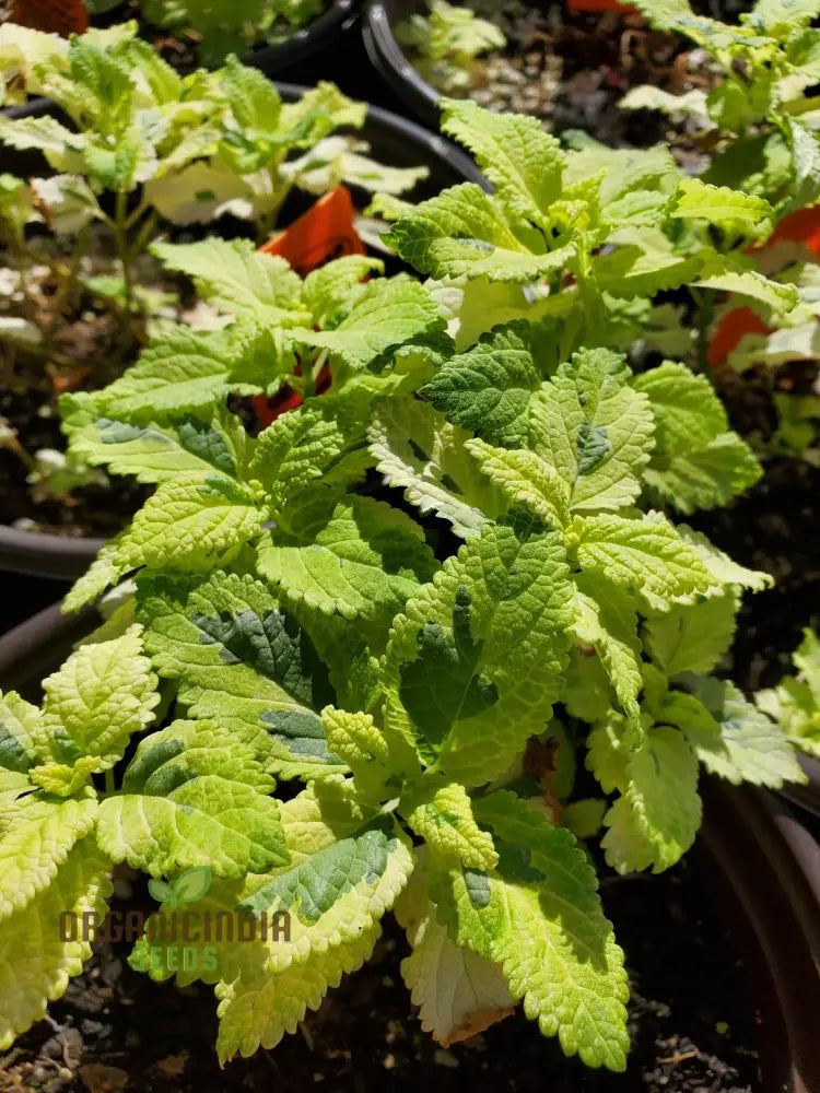 Teucrium Viscidum ’Lemon And Lime’ Seeds For Vibrant Greenery And Fresh Garden Delights