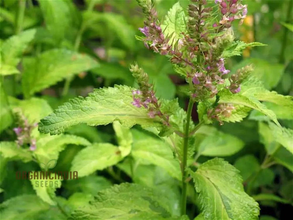 Teucrium Viscidum ’Lemon And Lime’ Seeds For Vibrant Greenery And Fresh Garden Delights