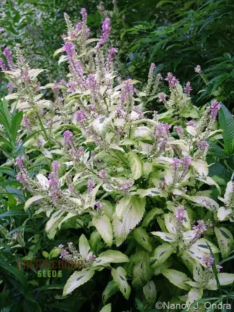 Teucrium Viscidum ’Lemon And Lime’ Seeds For Vibrant Greenery And Fresh Garden Delights